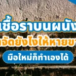 วิธีทำความสะอาดเชื้อราบนผนัง