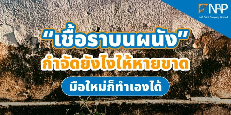 วิธีทำความสะอาดเชื้อราบนผนัง