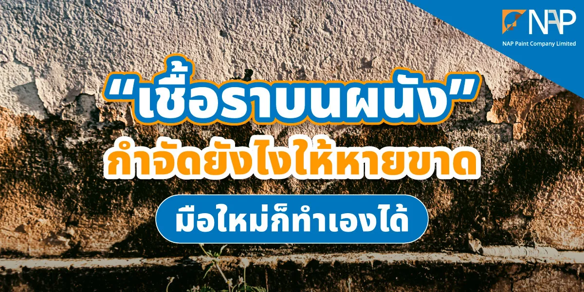วิธีทำความสะอาดเชื้อราบนผนัง